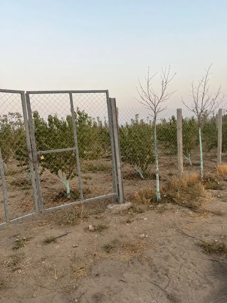 باغ میوه شهرکی ۵۰۰ متری فوری فروشی