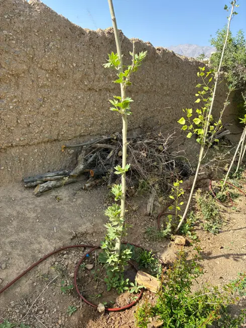 زمین ورزشی تجاری