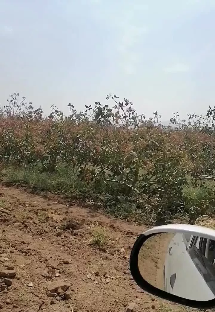 باغ پسته 100 هکتاری در مامونیه