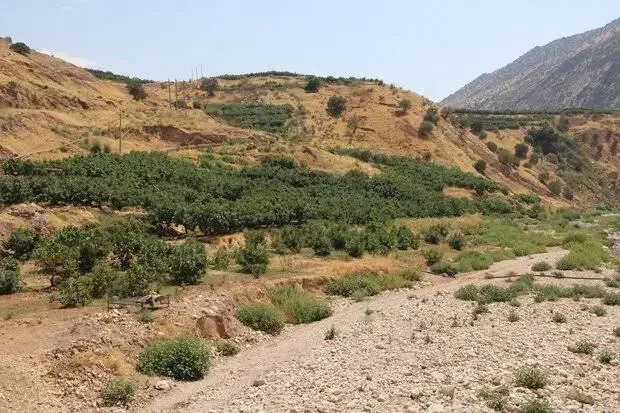 فروش انجیرستان