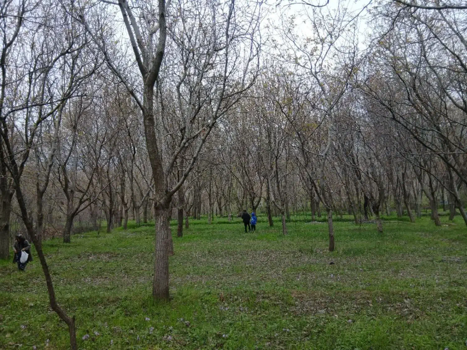 زمین ۱۲۰۰ متری با درخت گردو سرکان