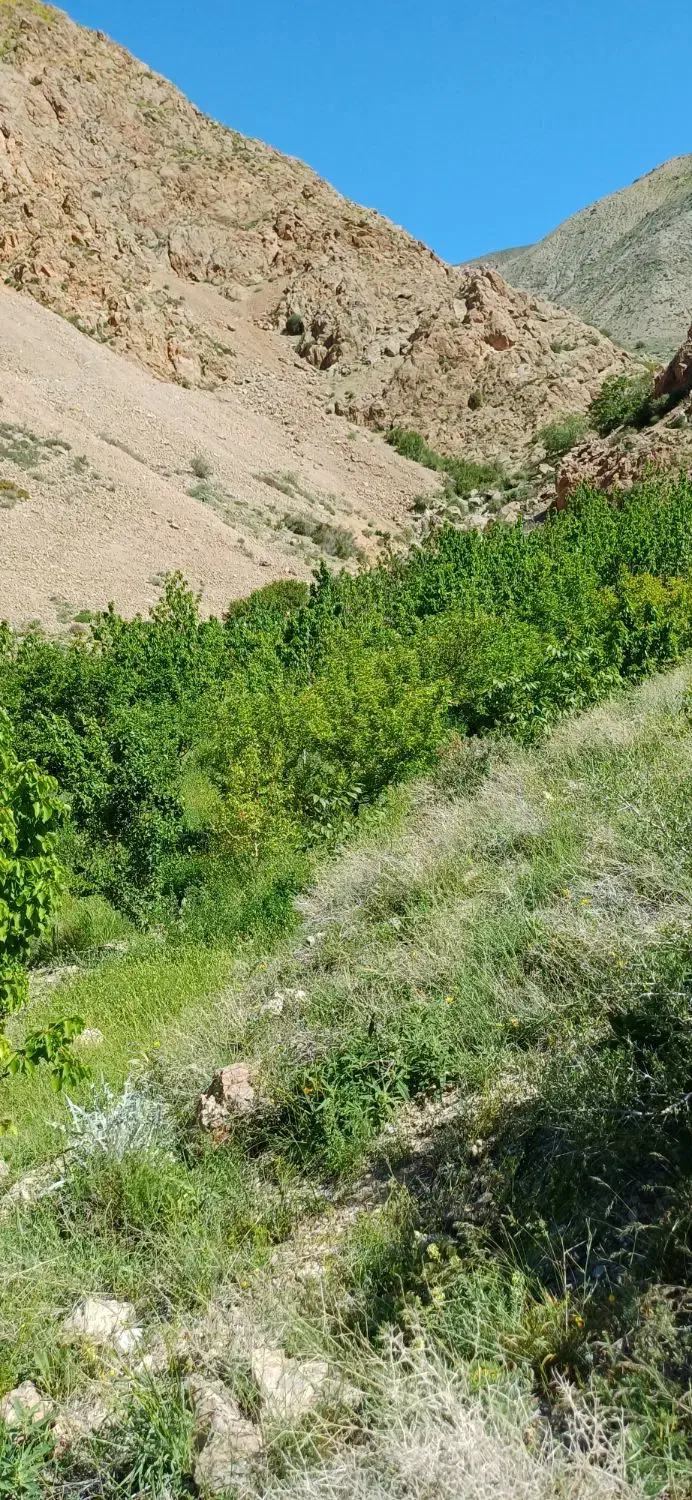 باغ