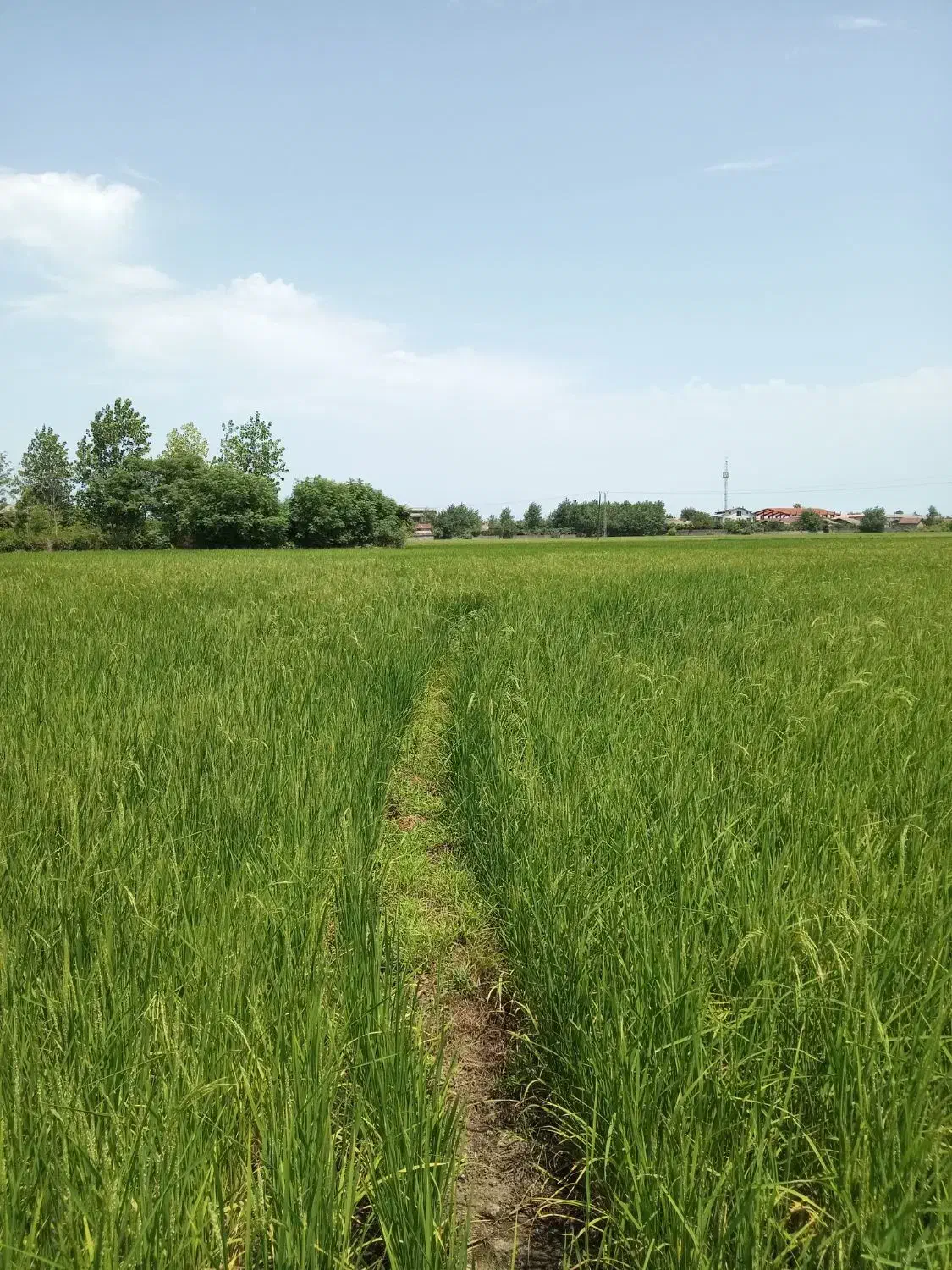 زمین کشاورزی پرمحصول