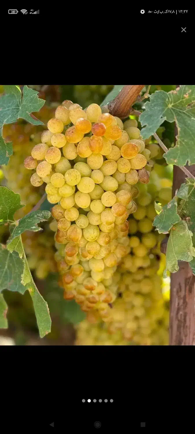 خونه باغ در تاکستان با آییاری قطره ای