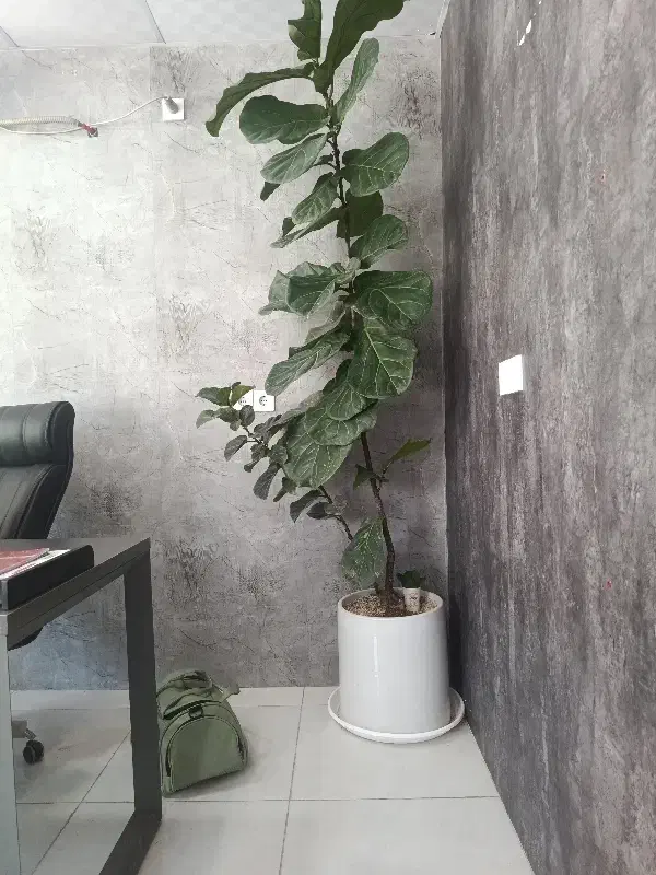 141 متری کلنگی محله جبری