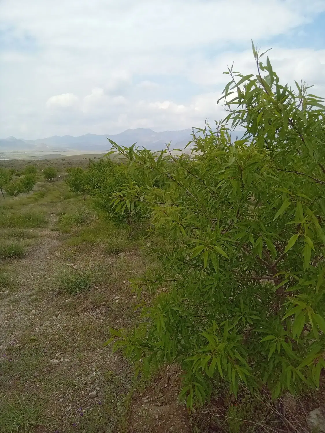 باغ بادام اطراف بناب