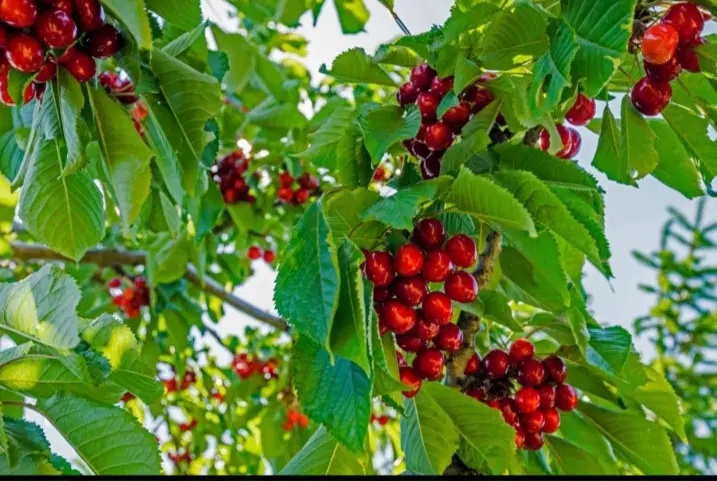 ویلا باغ ۳۲۰۰متر سنددار (گاوکشه)