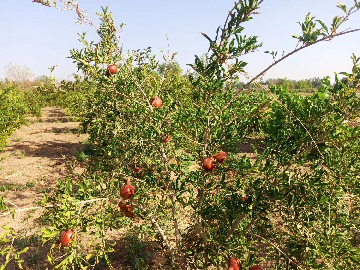 باغ شیک ونقلی
