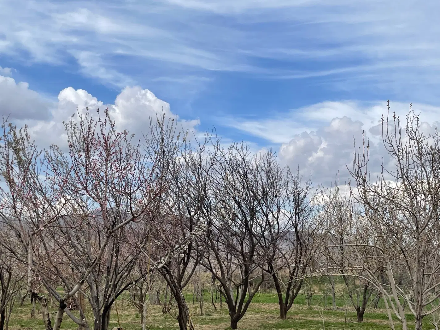 زمین مسکونی کلاردشت ۱۰۰۰ متر