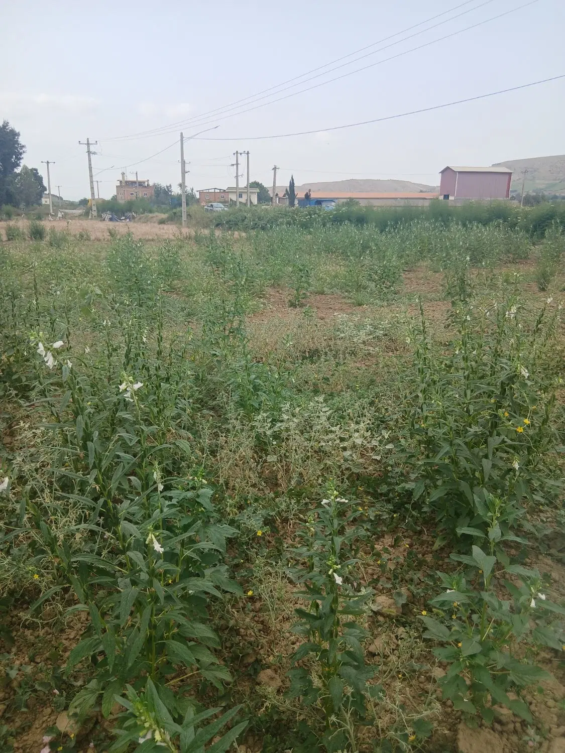 زمین فروشی در روستای نومل