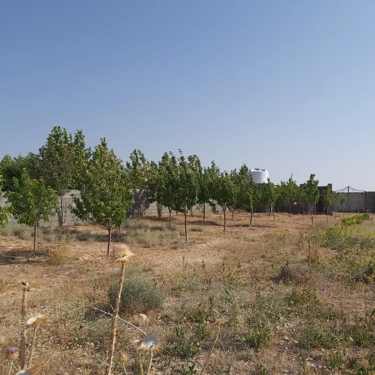 باغ کودیان (کودیون)