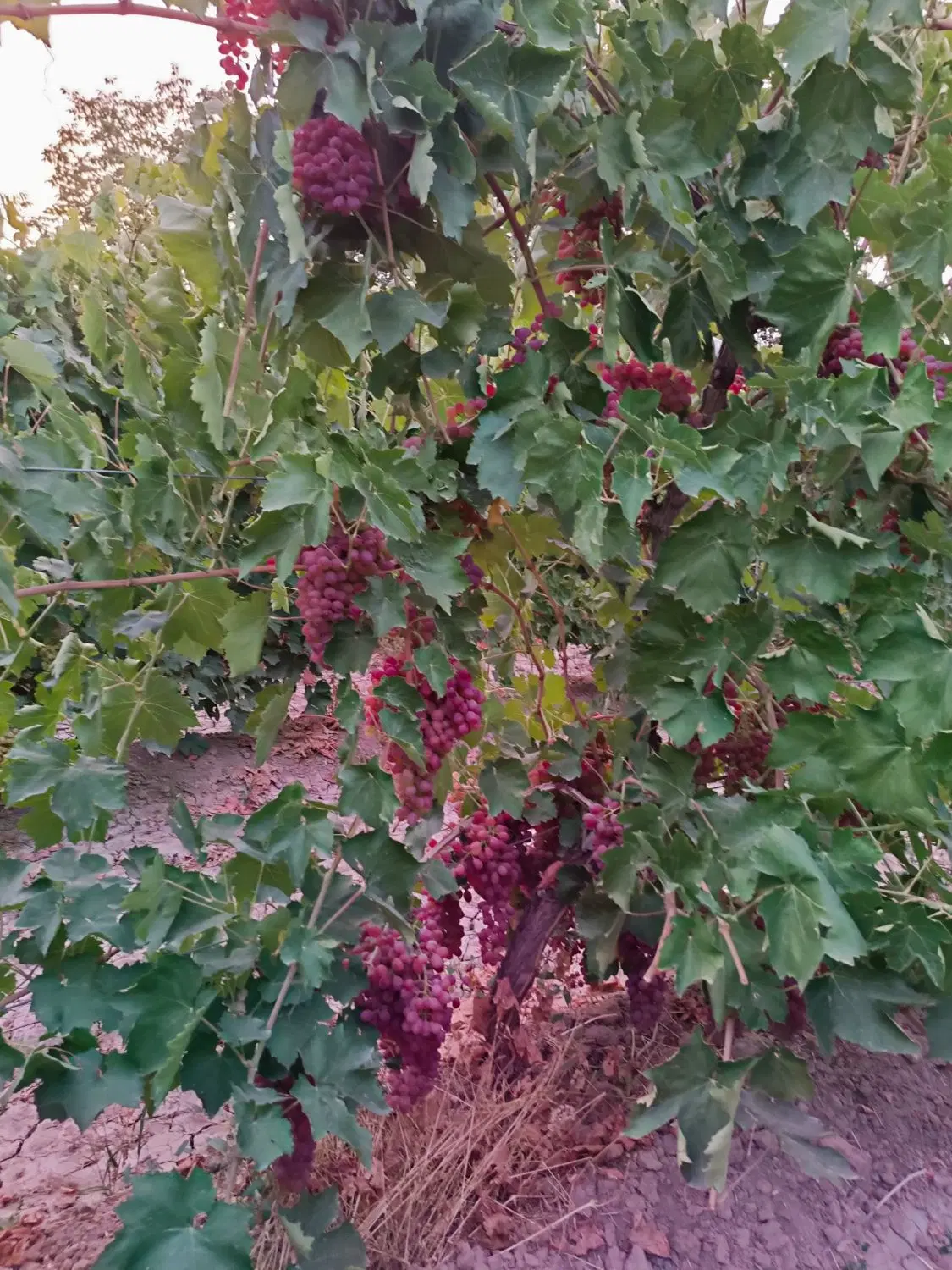 فروش استثنایی باغ انگور ۲۰۰۰ متری