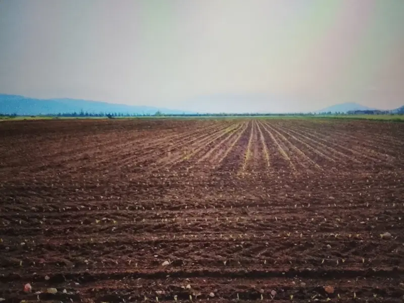 فروش زمین ساده ۳۴۰ متر در جاده اشنویه روستای تومتر