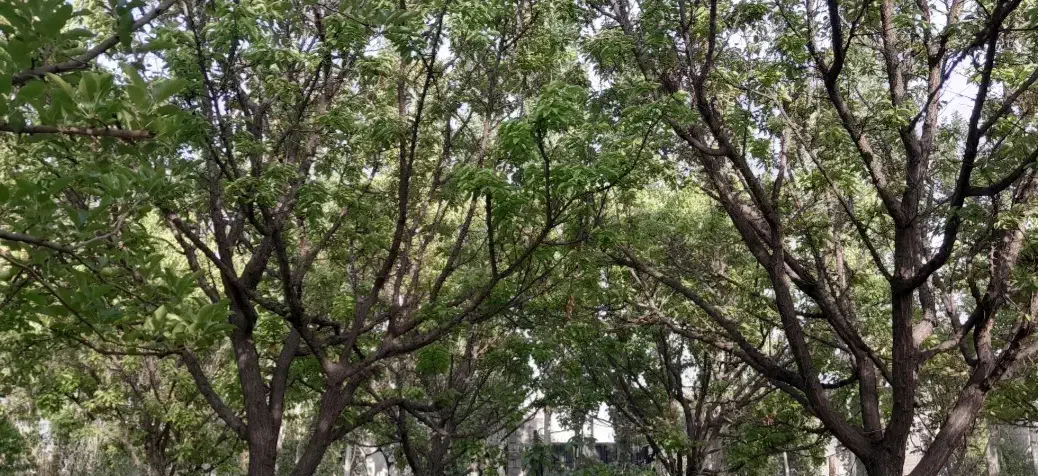 باغ ۲ ملیاردی نصف قیمت  فوری بادرخت۱۵ساله و سپیدار