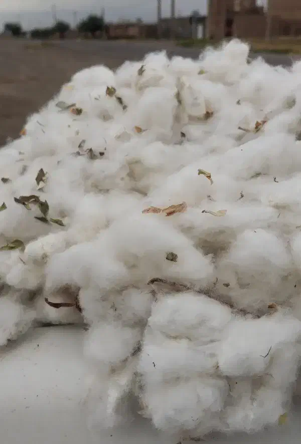 سوله انباری