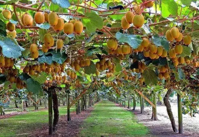 فروش باغ کیوی در تالش۳۰۰۰_۵۰۰۰_۱۱۰۰۰