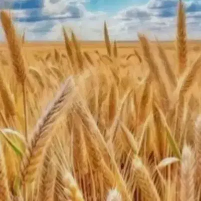 10متر امتیاز فاز سوم نیروی دریایی در سیرجان
