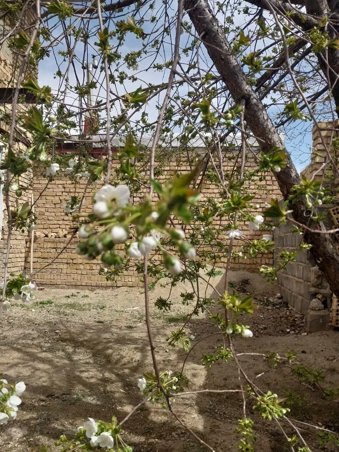 زمین باغی