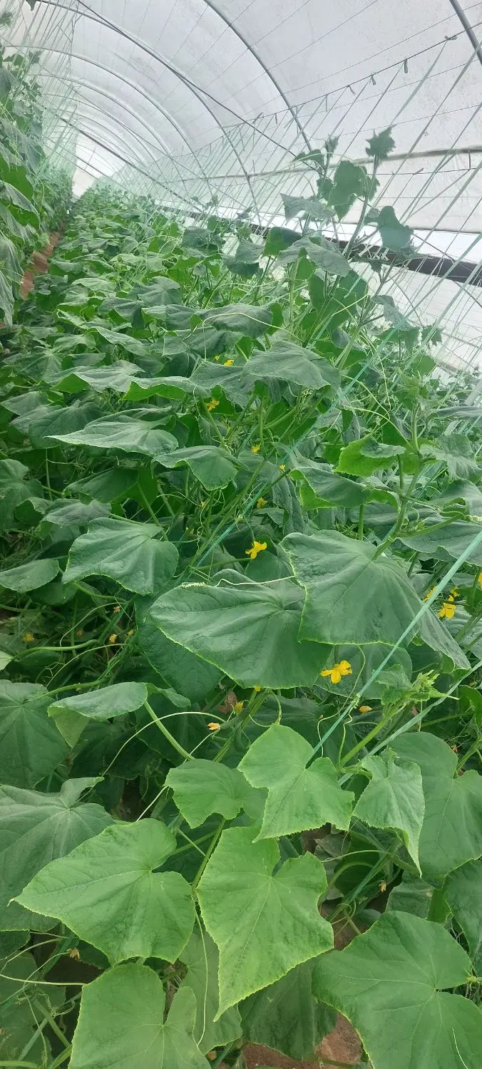 اجاره گلخانه در راین