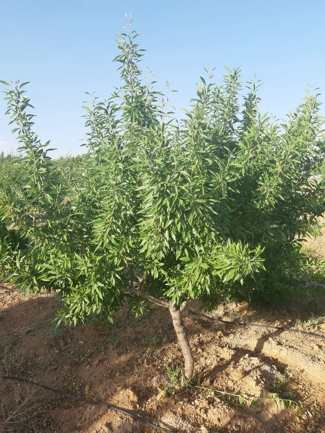 باغ بادام مامایی