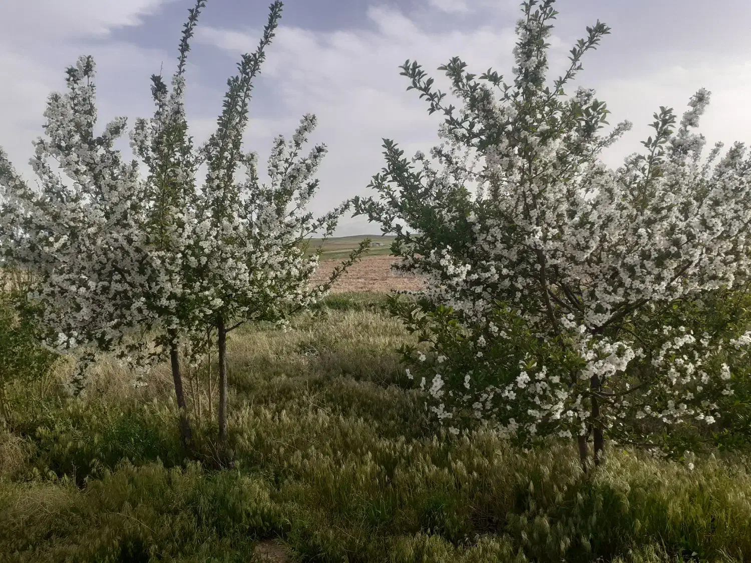 فروش موتور آبی