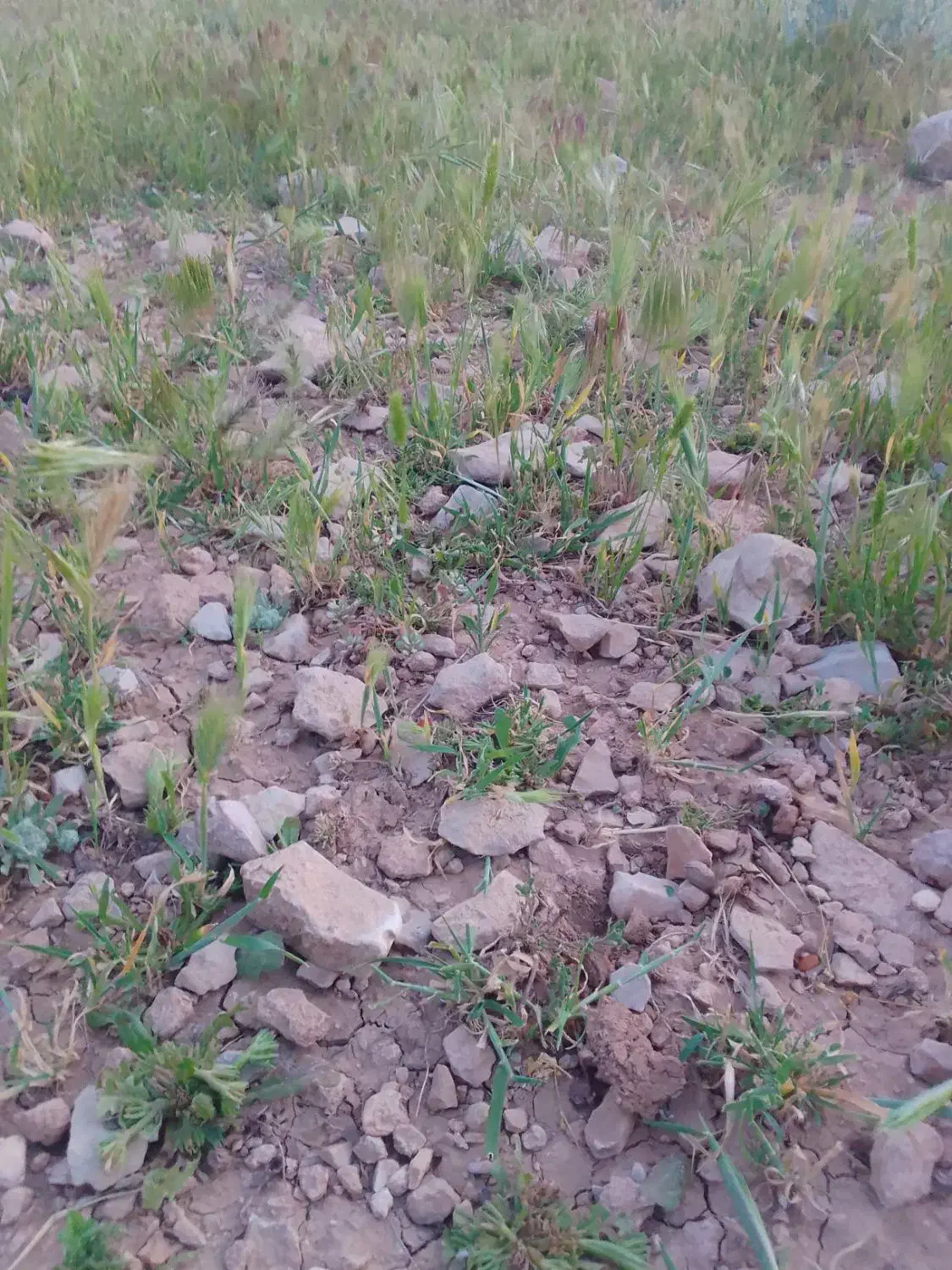 زمین۲۰۰متری مسکونی مهران
