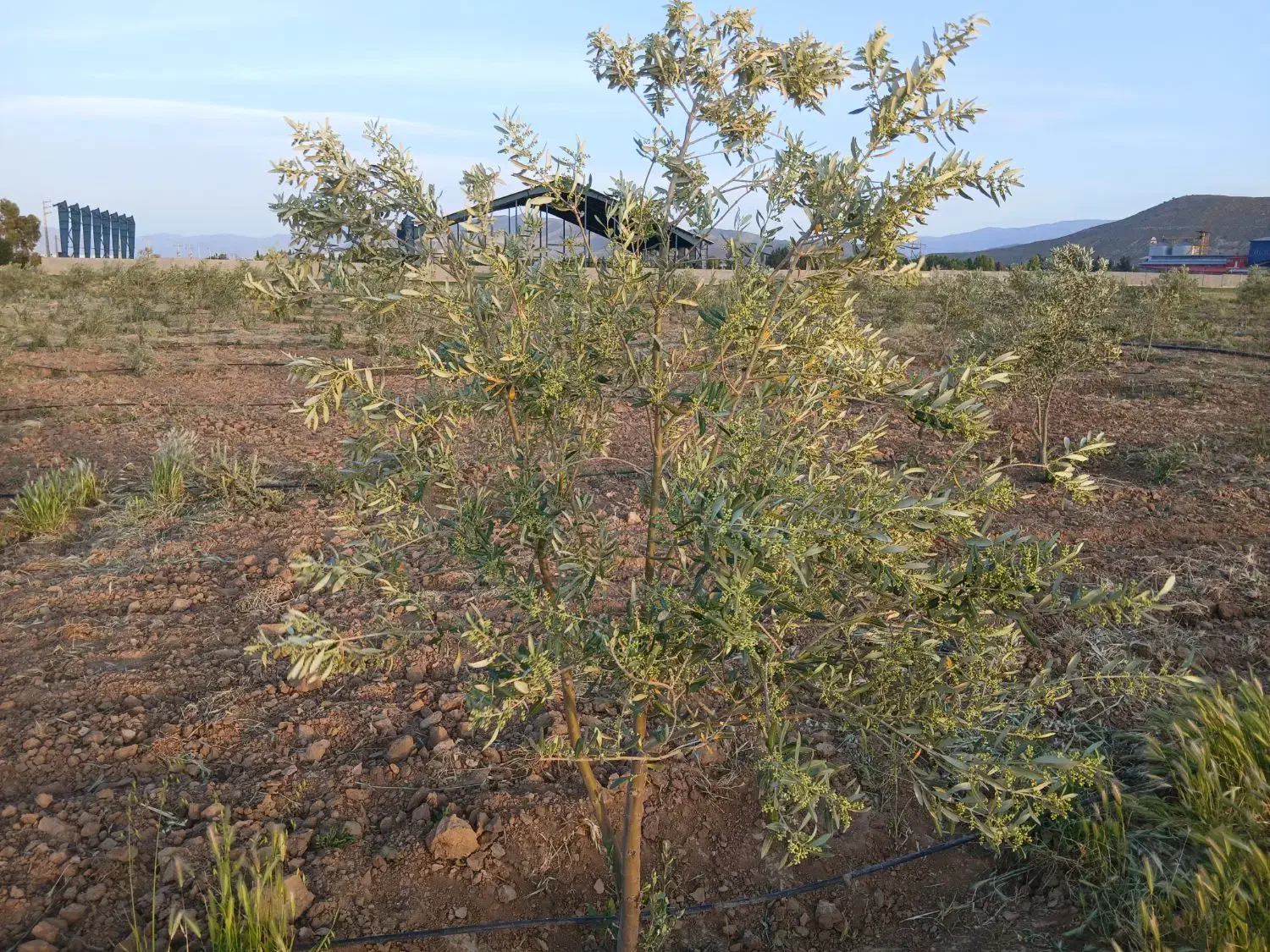باغ ۵ ساله در بیضا