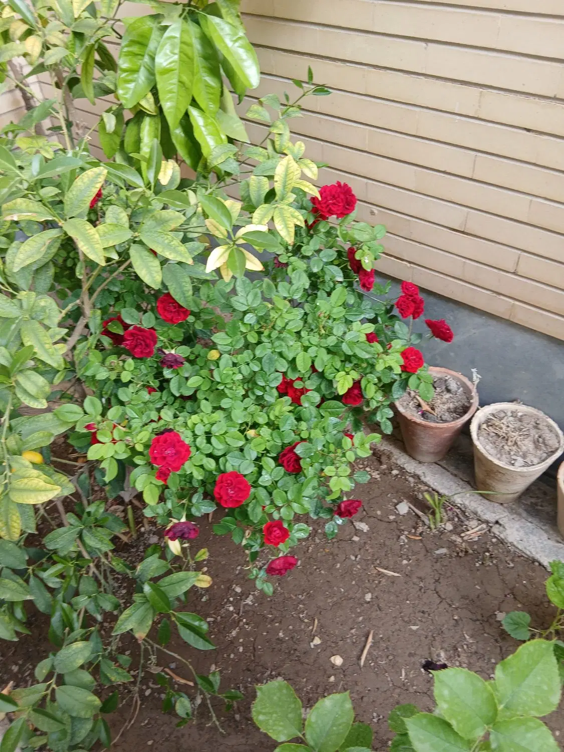 اجاره واحد مسکونی صفائیه