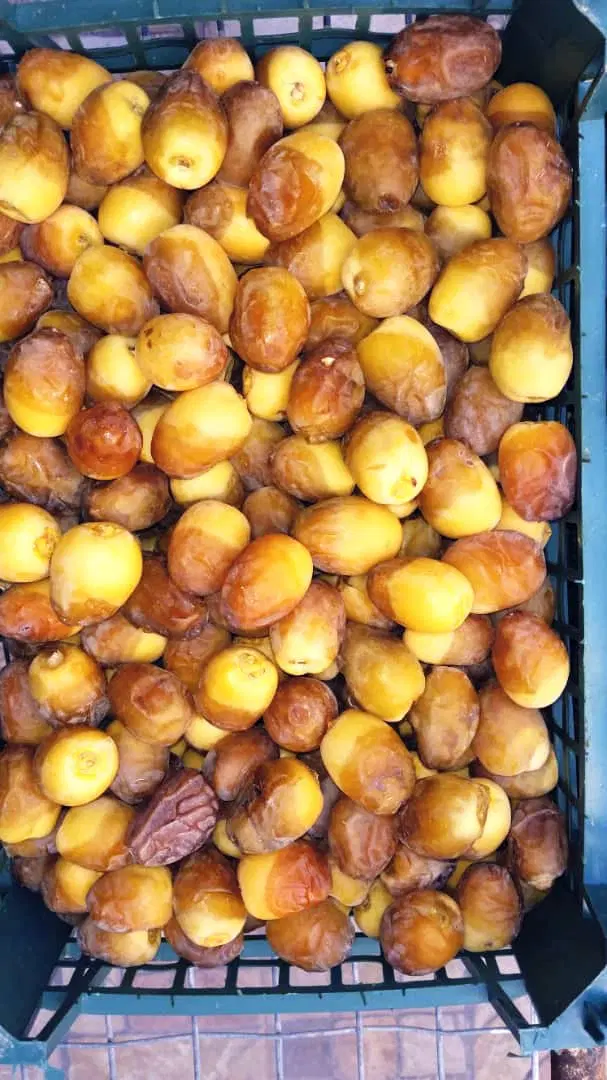 باغ فروشی رامهرمز،نخل،مرکبات و