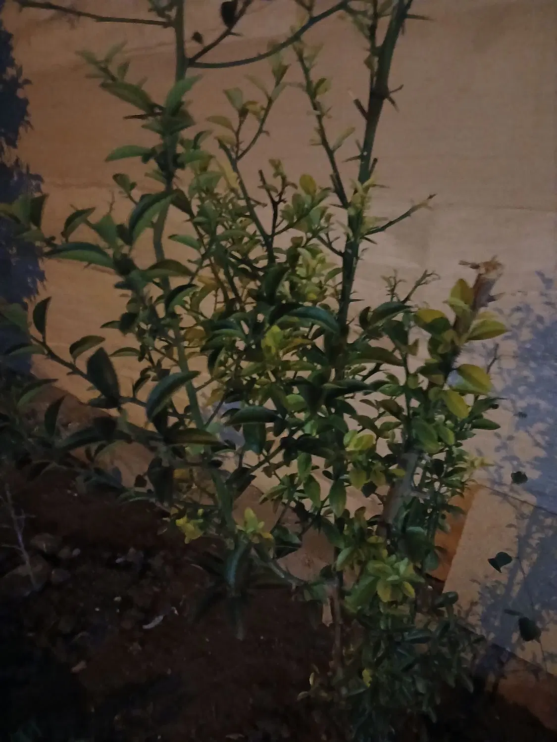 زمین مشاعی تک برگ سند