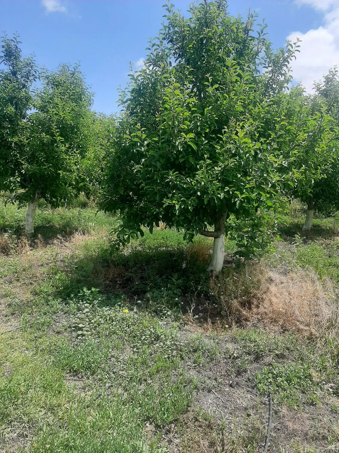 باغ باغچه ویلا