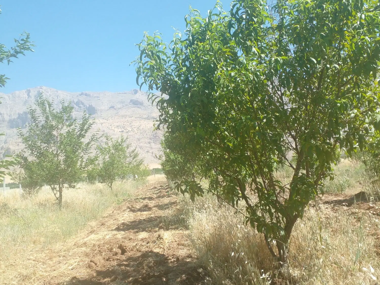 قیمت باورنکردنی باغ ۱۰۰۰ متری