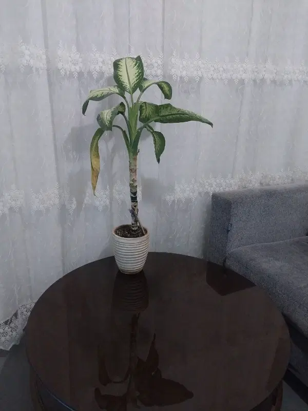 اجا ره.خانه