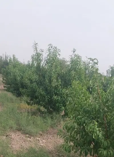 زمین باغی بسیارخوب