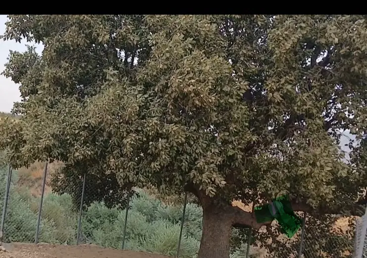 تنگ حمام