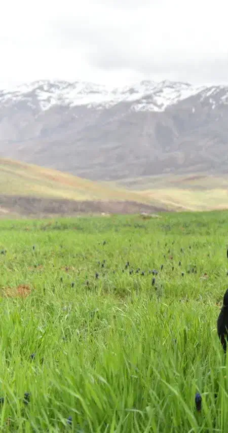 زمین زراعی