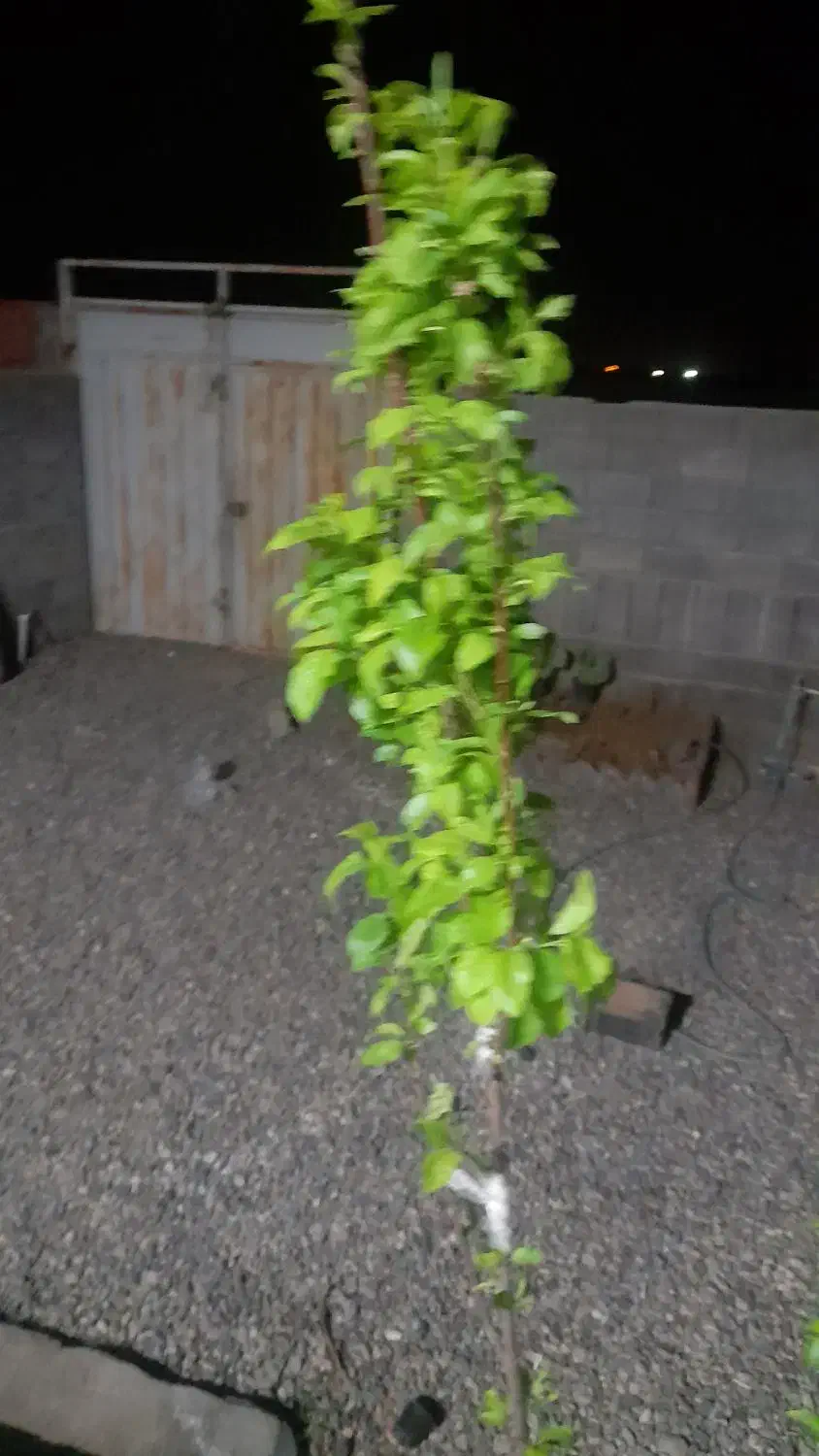 واحد مسکونی