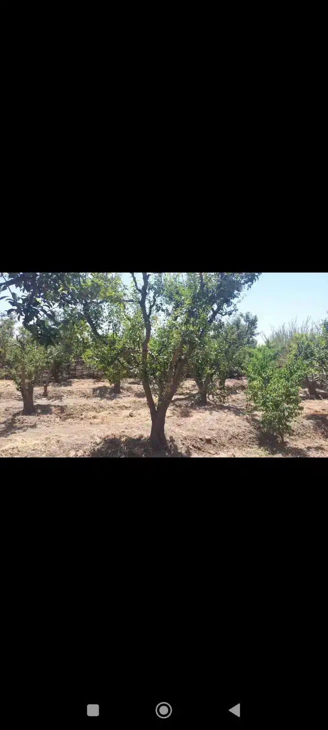 باغچه ۵۵۰ متر