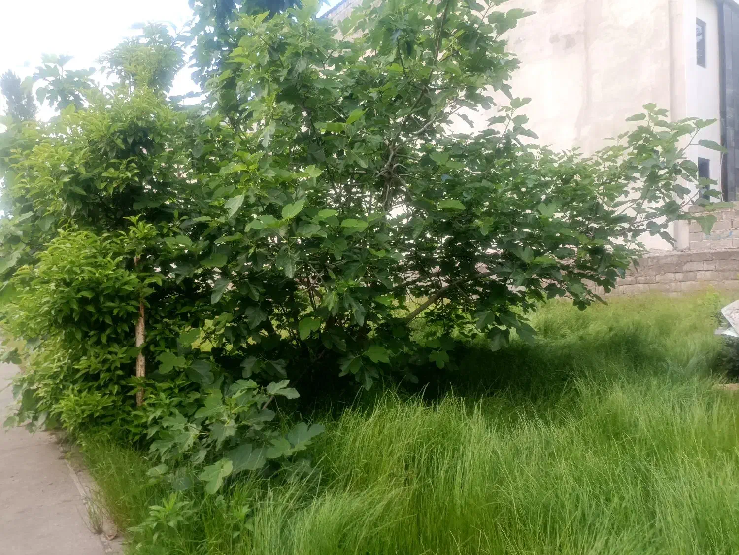 زمین مسکونی جهت ساخت و ساز شهرک 2000مترمتر