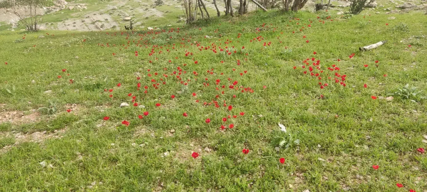 1500متر زمین باغ دهکده گلستان