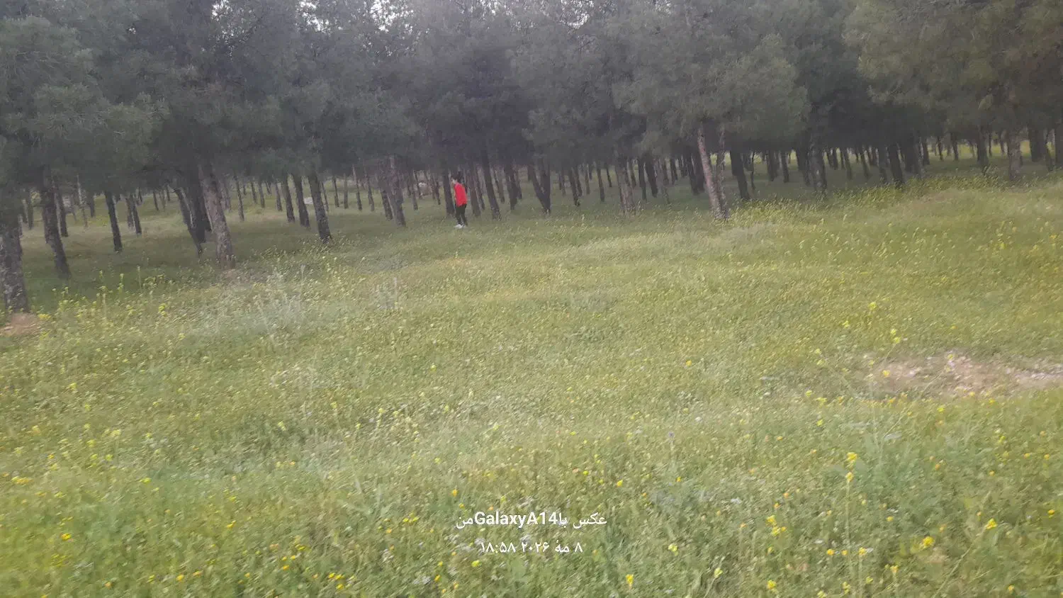 زمین دولتی