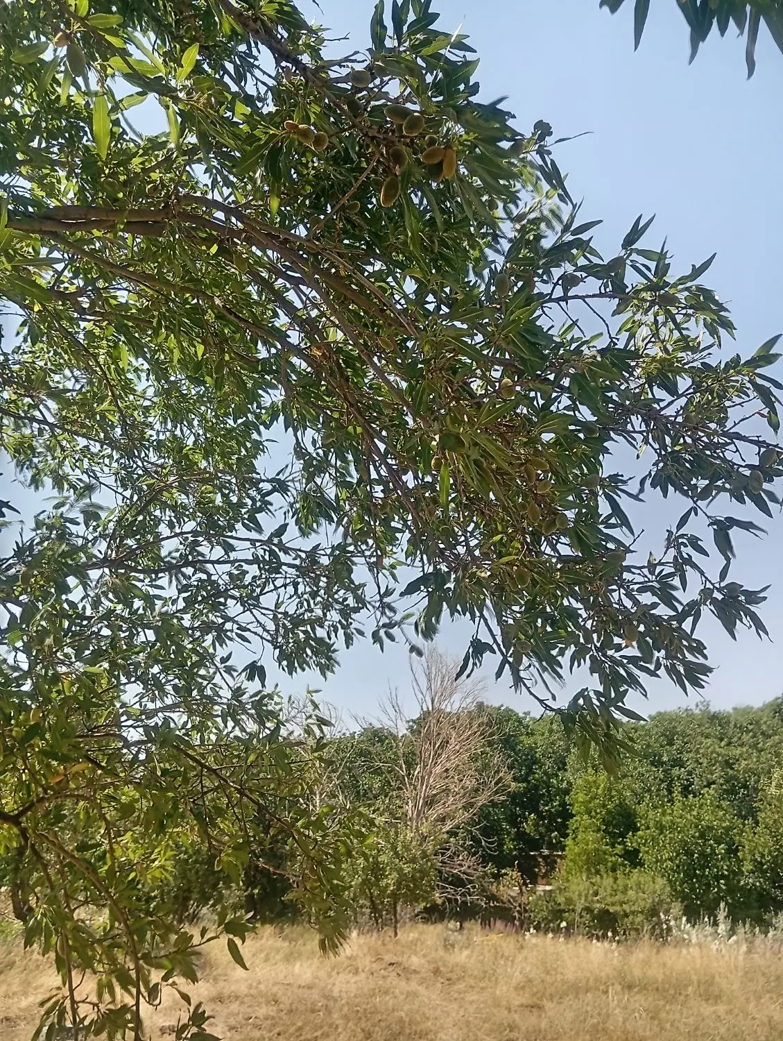 فروش باغ
