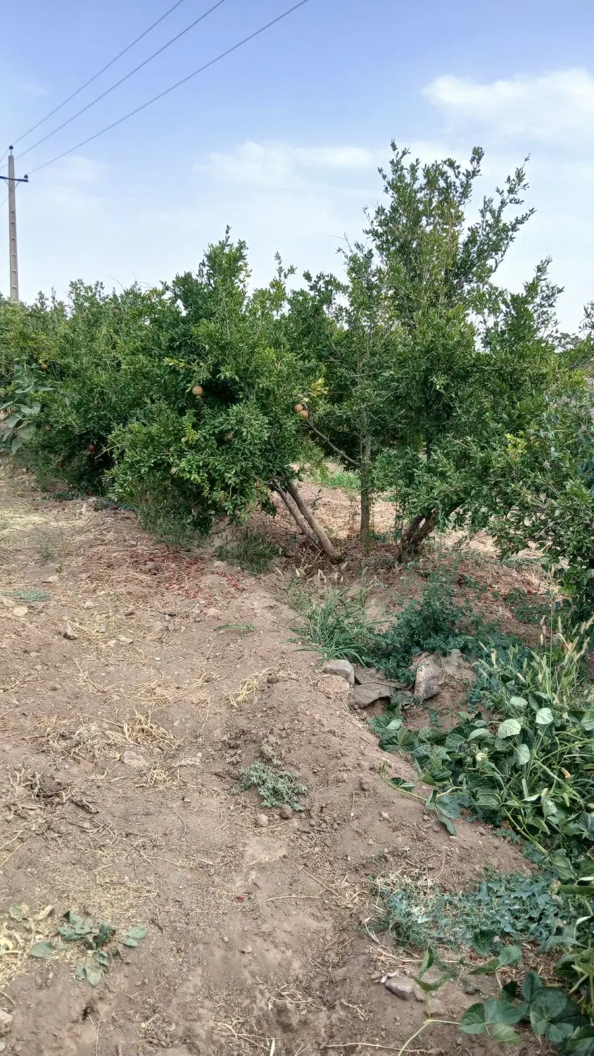 قطعه باغ ۱۵۰۰ متری