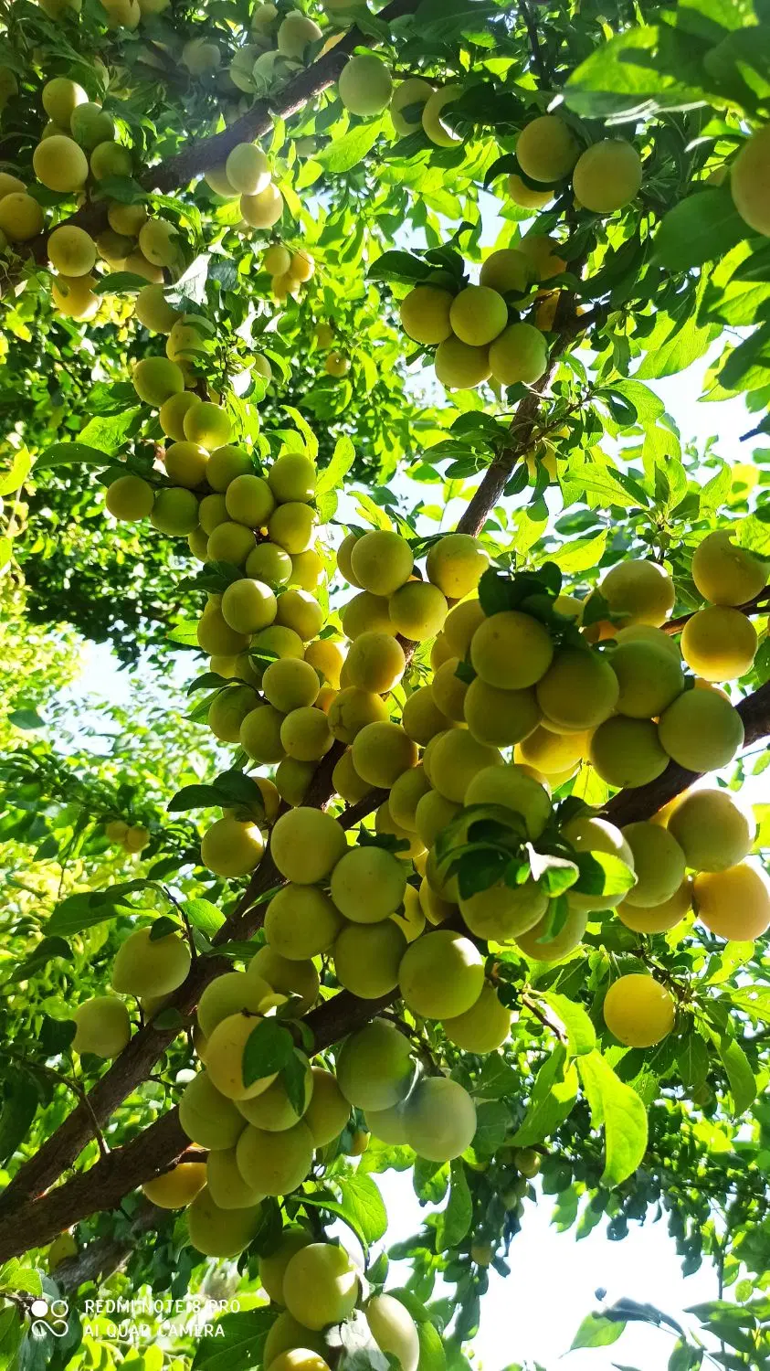زمین کشاورزی 6کیلومتری میدان امام رضا