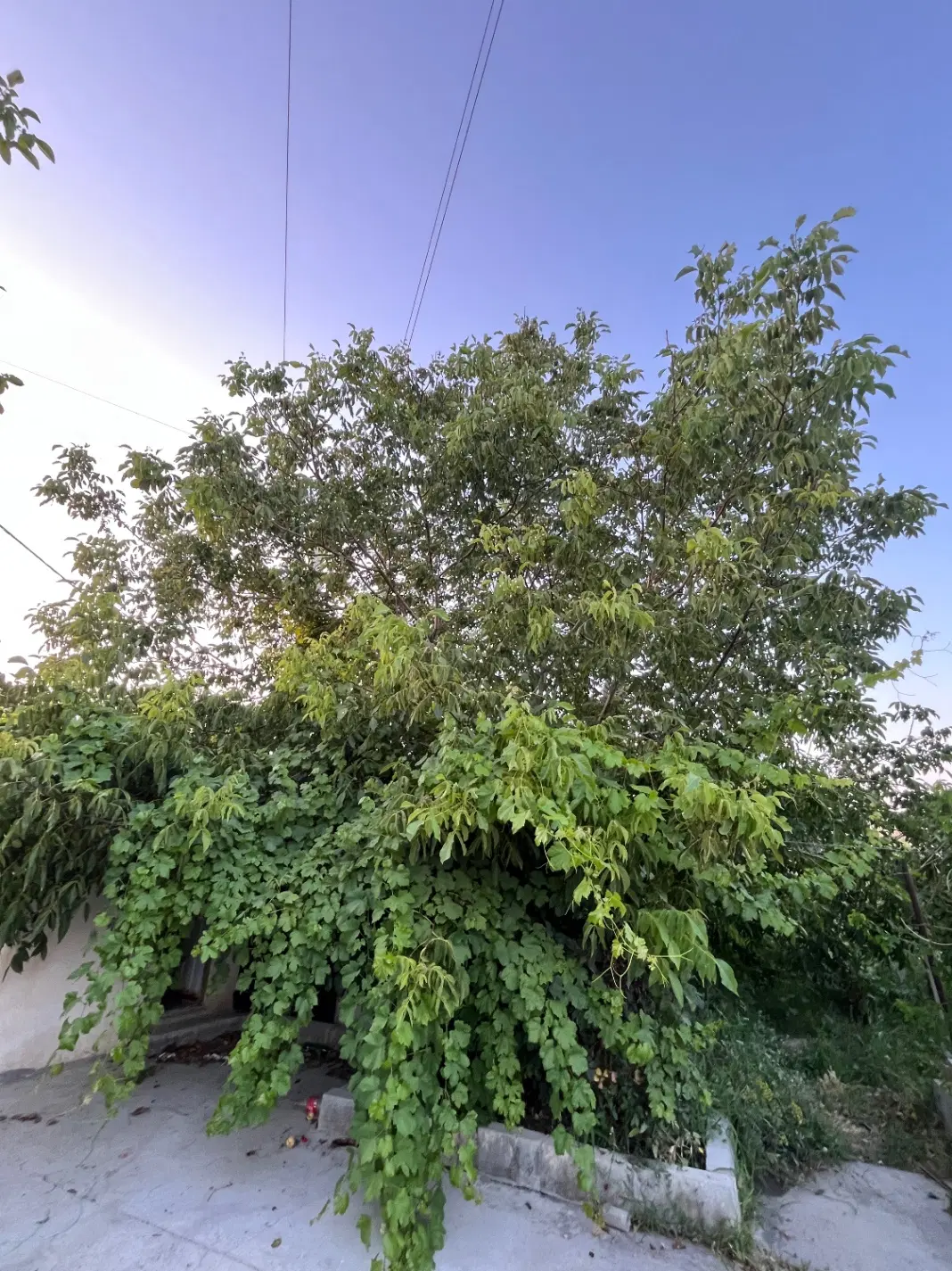 زمین صنعتی با مجوز تغییر کاربری