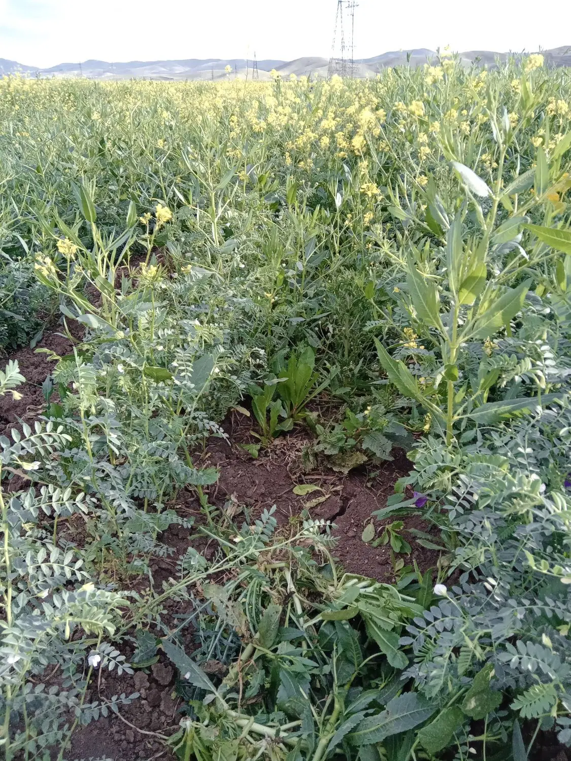 زمین باغ