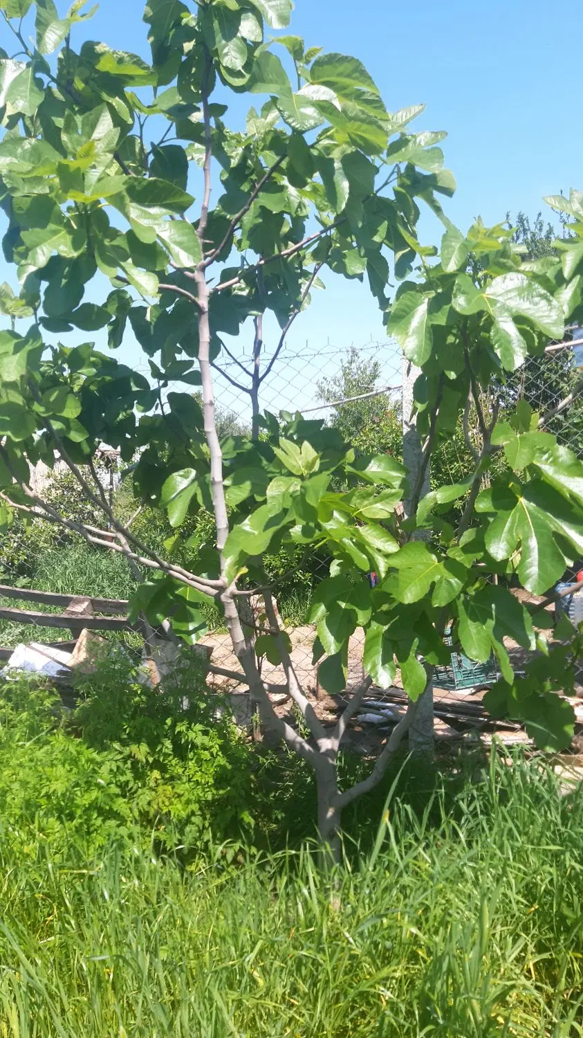 زمین باغی خوشقواره ۳۰۰ متری شموشک