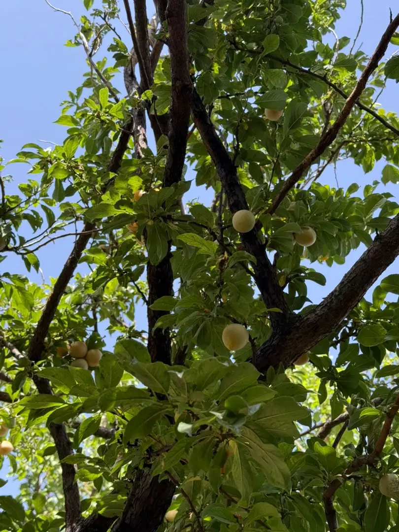 ۲۵۰ متر ویلا باغ مزرعه نو