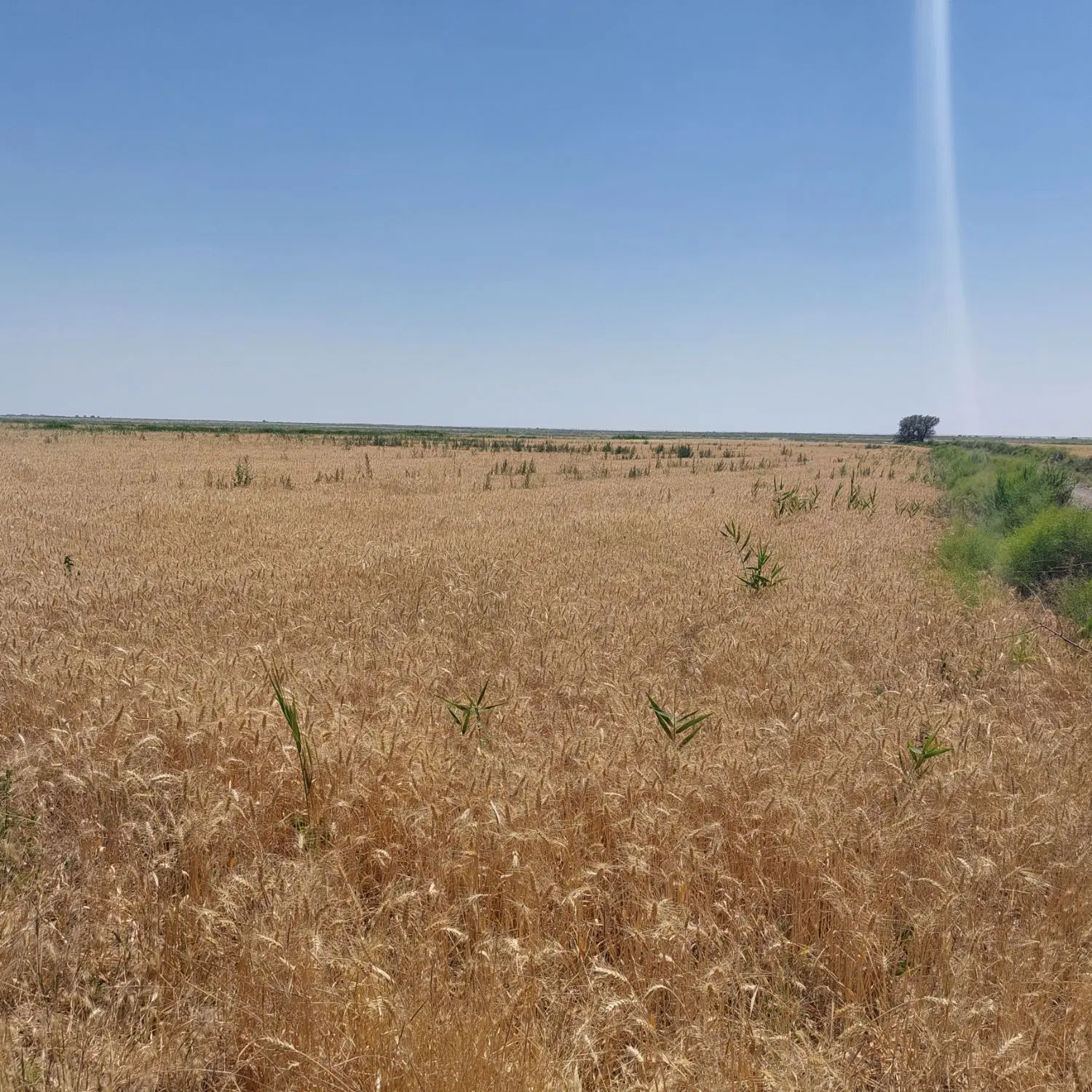 زمین کشاورزی در عجبشیر