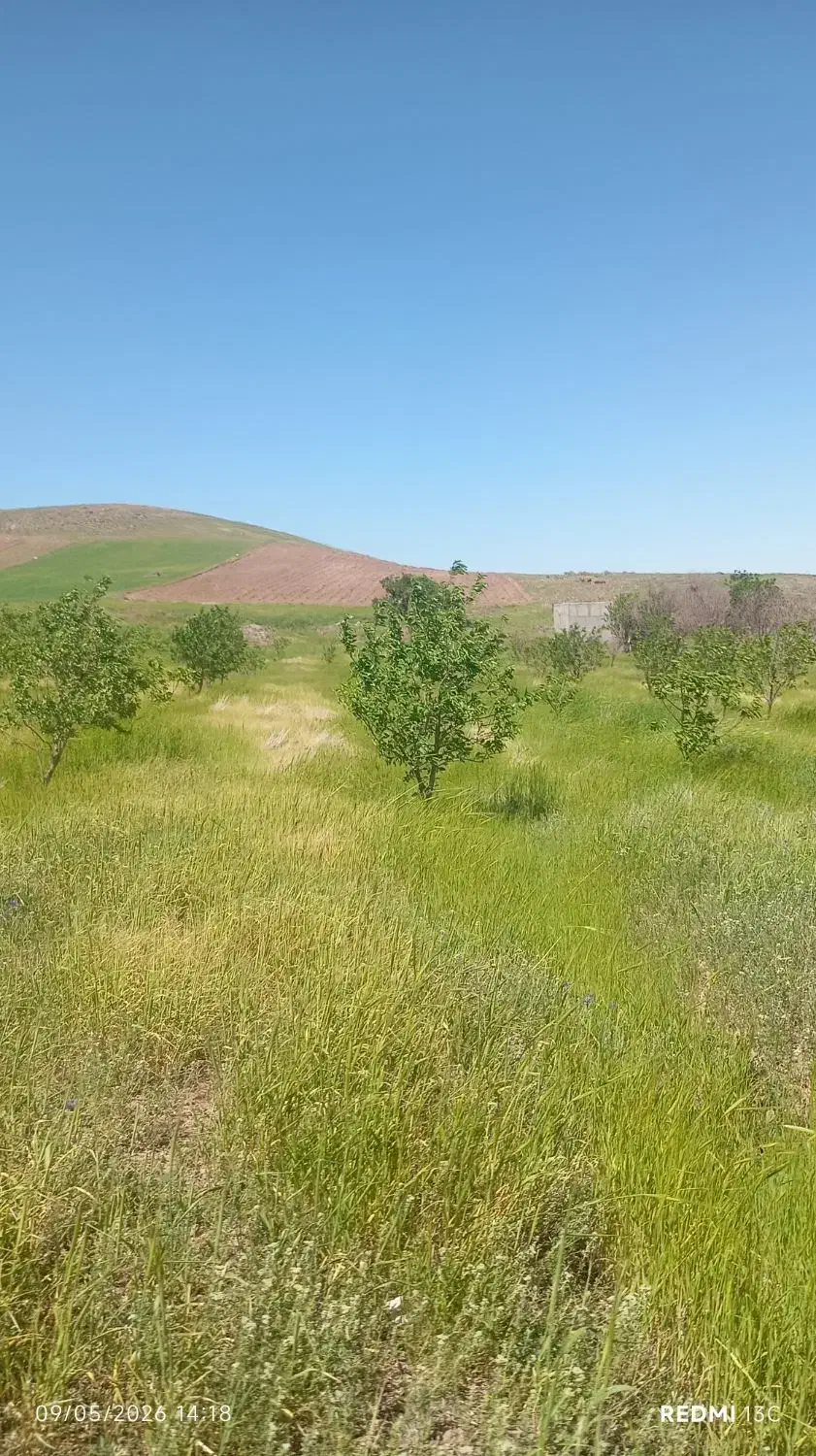 باغ درخت دارای 2 چشمه